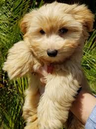 Get a boxer, husky, german shepherd, pug, and more on kijiji, canada's #1 local classifieds. Dogs For Adoption San Diego The Y Guide