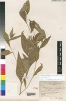 Image result for Streptopetalum serratum