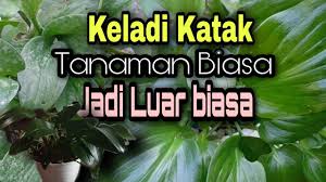 Menanam Keladi Katak Dan Cara Merawatnya Youtube