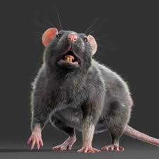 Rat 3d Model In 2020 3d Model Animals Mammals