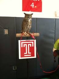 12 Stella the owl ideas