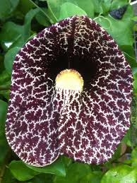 Image result for Aristolochia gigantea