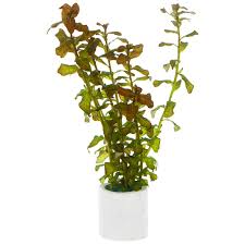 Image result for Ludwigia senegalensis