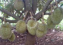 Durian montong lah durian yang tercepat dalam berbuah atau panen durian montong tercepat karena cabang primer durian montong yang tercepat membetuk sudut. Benih Durian Monthong Garden Items For Sale In Putrajaya Putrajaya Mudah My