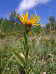 Image result for Pentanema