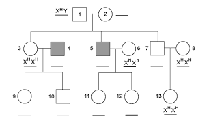 Using pedigrees a, b, and c below, predict the genotype of these families. Https Www Lcps Org Cms Lib4 Va01000195 Centricity Domain 12338 Pedigrees 20sex Linked Pdf