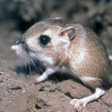 De nombreuses maladies sont transmissibles directement ou indirectement du rat vers l'homme, mais la plus répandue est la leptospirose. Rat Kangourou Caracteristiques Et Photos