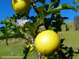 Image result for Solanum linneanum