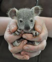 I M Just Gonna Leave This Here Baby Animals Real Baby Koala Baby Animals