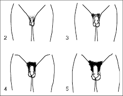 For our next best pubic hair trimmer for men, we've gone for a brand and model that is all about power. Male Pubic Hair Designs