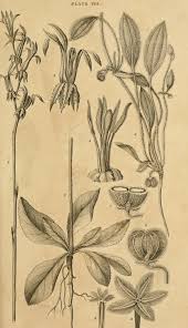 Image result for Cyphia erecta