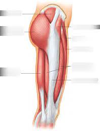 We did not find results for: Upper Leg Muscles Diagram 1 Lateral View Diagram Quizlet