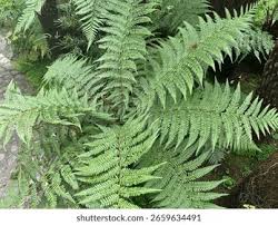 Image result for Dryopteris antarctica