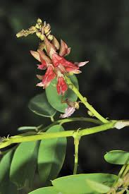 Image result for Indigofera filipes