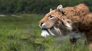 You can ask your child to color both the heads in some color or different colors. Smilodon Stock Video Footage 4k And Hd Video Clips Shutterstock