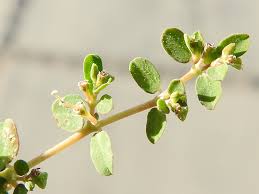 Image result for Euphorbia serpens