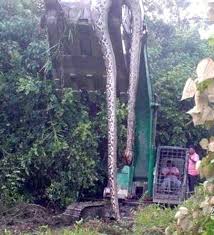 Get the forecast for today, tonight & tomorrow's weather for lahad datu, sabah, malaysia. Naga Ditemui Di Lahad Datu Afanofsomething