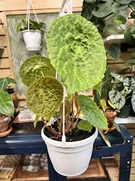 Image result for Begonia poculifera