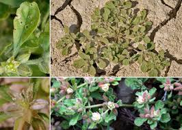 Image result for Glinus lotoides