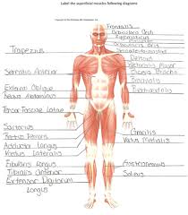 Now you can learn and master the muscular system with ease while having fun) but the difference is it as interior colored illustrations like what you see on the back pages of both books. Anatomy Chapter 9 Muscular System Flashcards Quizlet