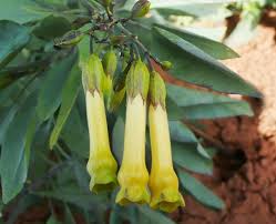 Image result for Nicotiana glauca