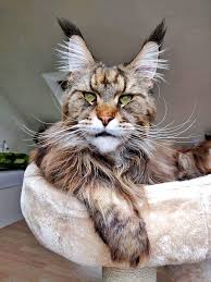 wirliebenkatzen katzen schonen katzen hubsche katzen