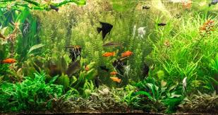 Selain memperindah ruangan, memelihara ikan sebagai hewan peliharaan di rumah bisa membebaskanmu dari stres, membuat pikiran rileks, bahkan mendatangkan hoki bagi pemilik hunian jika memelihara jenis ikan tertentu. Ikan Ikan Hias Ini Akan Membawa Keberuntungan Untuk Anda Tertarik Memeliharanya 2020