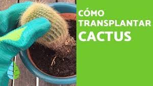 Un buen sitio donde resguardarlas hasta el momento de la siembra es en la nevera, en el apartado de las frutas y verduras, ya que la temperatura suele ser menos fría. Trasplantar Un Cactus Como Y Cuando Hacerlo Guia Y Video
