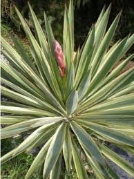 Yucca A Feuilles Panachees Yucca Gloriosa Le Jardin Du Pic Vert