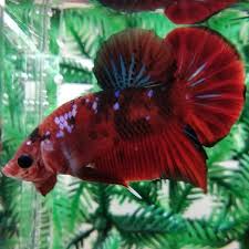 1600 x 1600 jpeg 548 кб. Jual Akuarium Ikan Cupang Hias Plakat Jantan Red Koi Merah Mamba Di Lapak Fahrurozi Jr Bukalapak