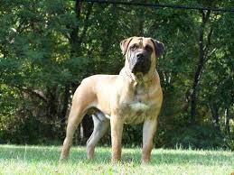 Boerboel Dog Breed Characteristics Appearance History