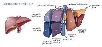 Figure 26 Segmentation Hepatique Hepatique Enseignement