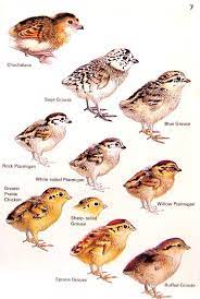 Look At This Baby Bird Artornap Baby Birds Chachalaca Sage Grouse Baby Bird Bird Prints Birds