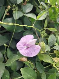 Image result for Centrosema pubescens