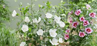 Image result for Hibiscus torrei