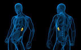 Splenomegalie Ursachen Symptome Und Therapie Rundumgesund De