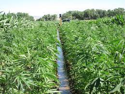 Maybe you would like to learn more about one of these? What Farmers Need To Know About Growing Hemp Successful Farming