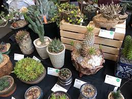 I started to grow cacti and succulents from seed and acquired a few plants back in 1970. Succulent Interrupted The Southern Africa And Madagascar Table At The