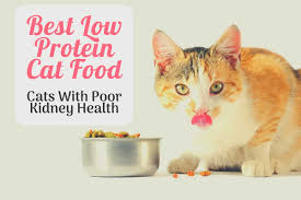High protein and low carbohydrate cat food buyer's guide. 5 Best Low Protein Cat Foods Reviewed