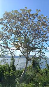 Image result for Cecropia pachystachya