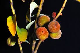 Image result for Diospyros virgata