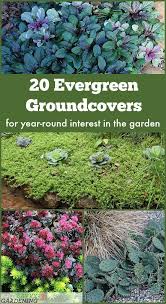 Evergreen Groundcover Plants 20 Choices For Year Round Interest Ground Cover Plants Shade Ground Cover Plants Evergreen Groundcover