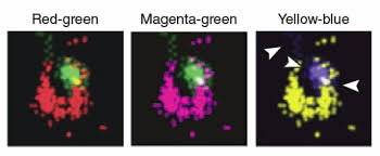 For example, two red or two green cones might be inherited along with blue (rather than red, green and blue. Reply To More On Color Blindness Nature Methods