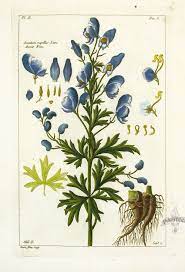 P J Buchoz Herbier Artificiel Botanical Prints 1783 Botanical Prints Floral Drawing Botanical Illustration
