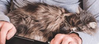 ‪Most Affectionate Cat Breeds & Lap Cats | Litter-Robot‬‏