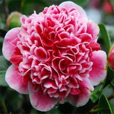 Camellia Volunteer 10 Pot Hello Hello Plants Garden Supplies Hello Hello Plants Evergreen Trees For Sale Camellia