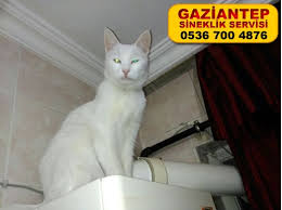Kedi Sineklik 0536 700 48 76