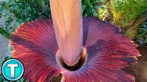The Corpse Flower Youtube