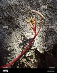 Image result for Cadaba termitaria