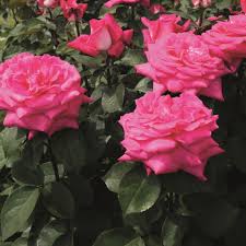Acapella Hybrid Tea Roses Rose Flowers Kit sebastian remixes by kit sebastian. acapella hybrid tea roses rose flowers